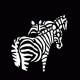 Africa Zebras